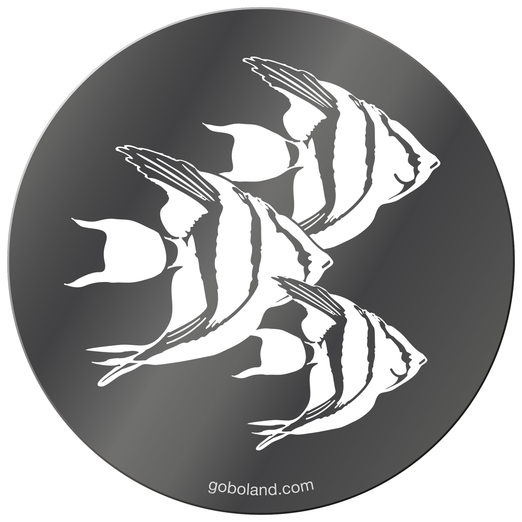 1 271 666 - Angelfish Shoal