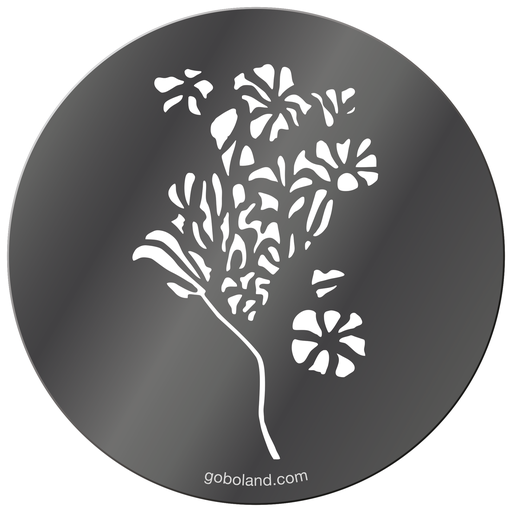 1 260 058 - Morning Glory