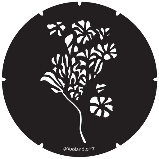 2 260 058 - Morning Glory